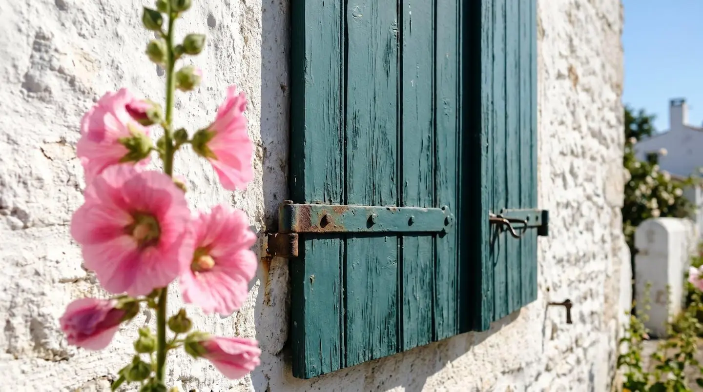 Gros plan sur un volet en bois peint en vert traditionnel de l'Île de Ré avec une rose trémière rose au premier plan et un mur blanc crépi en arrière-plan